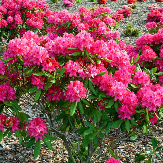 Rhododendron 'Nova Zembla' - Rhododendron Nova Zembla - Heesters