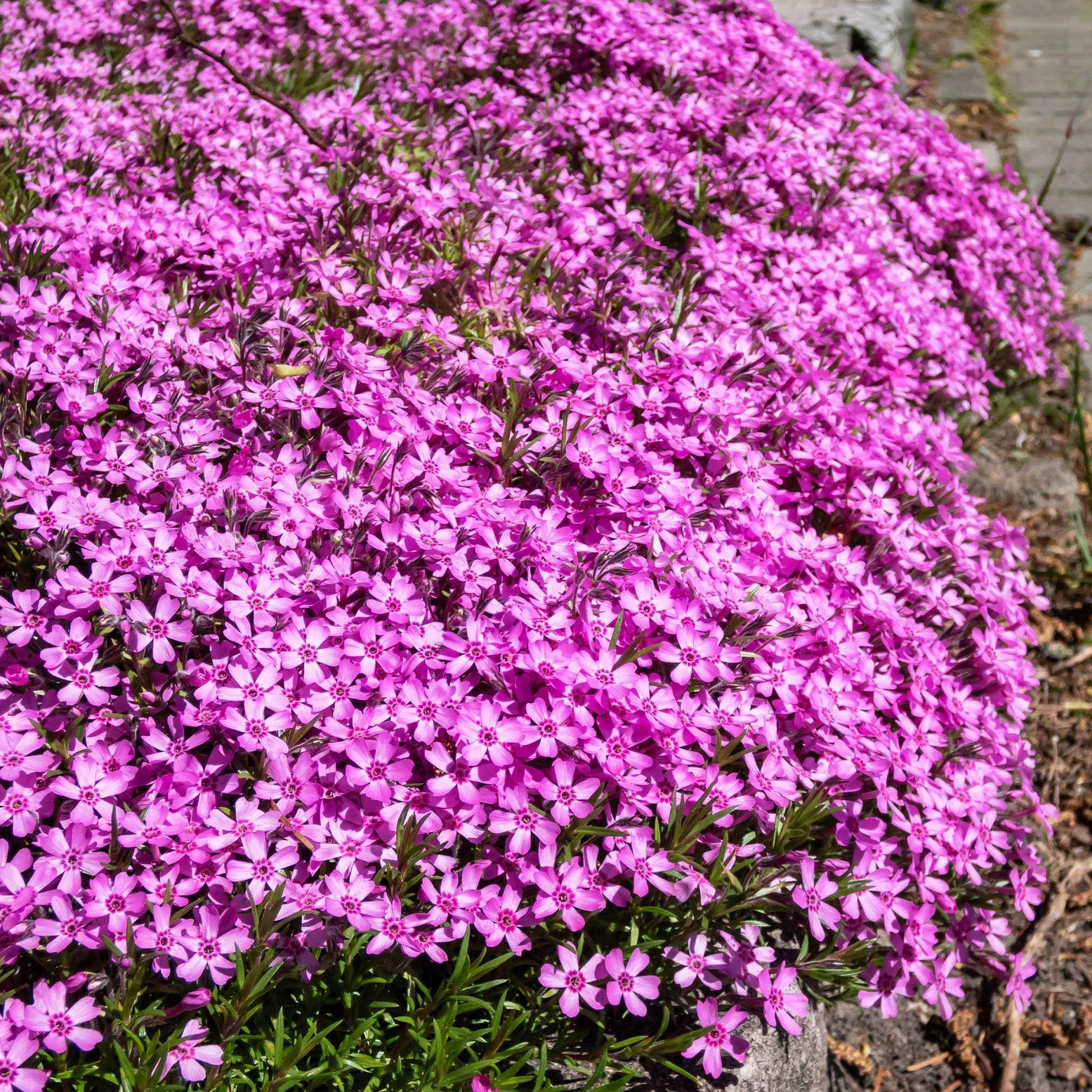 Kruipphlox (x3) - Phlox subulata - Tuinplanten