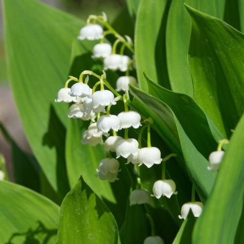 Lelietjes-van-Dalen Mix (x9) - Vaste planten - Bakker