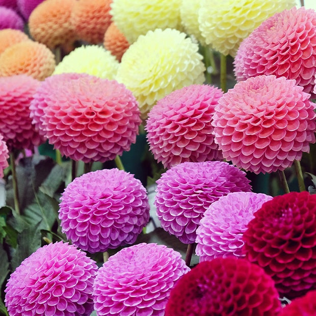 Dahlia  - Pompondahlia (x5) - Dahlia