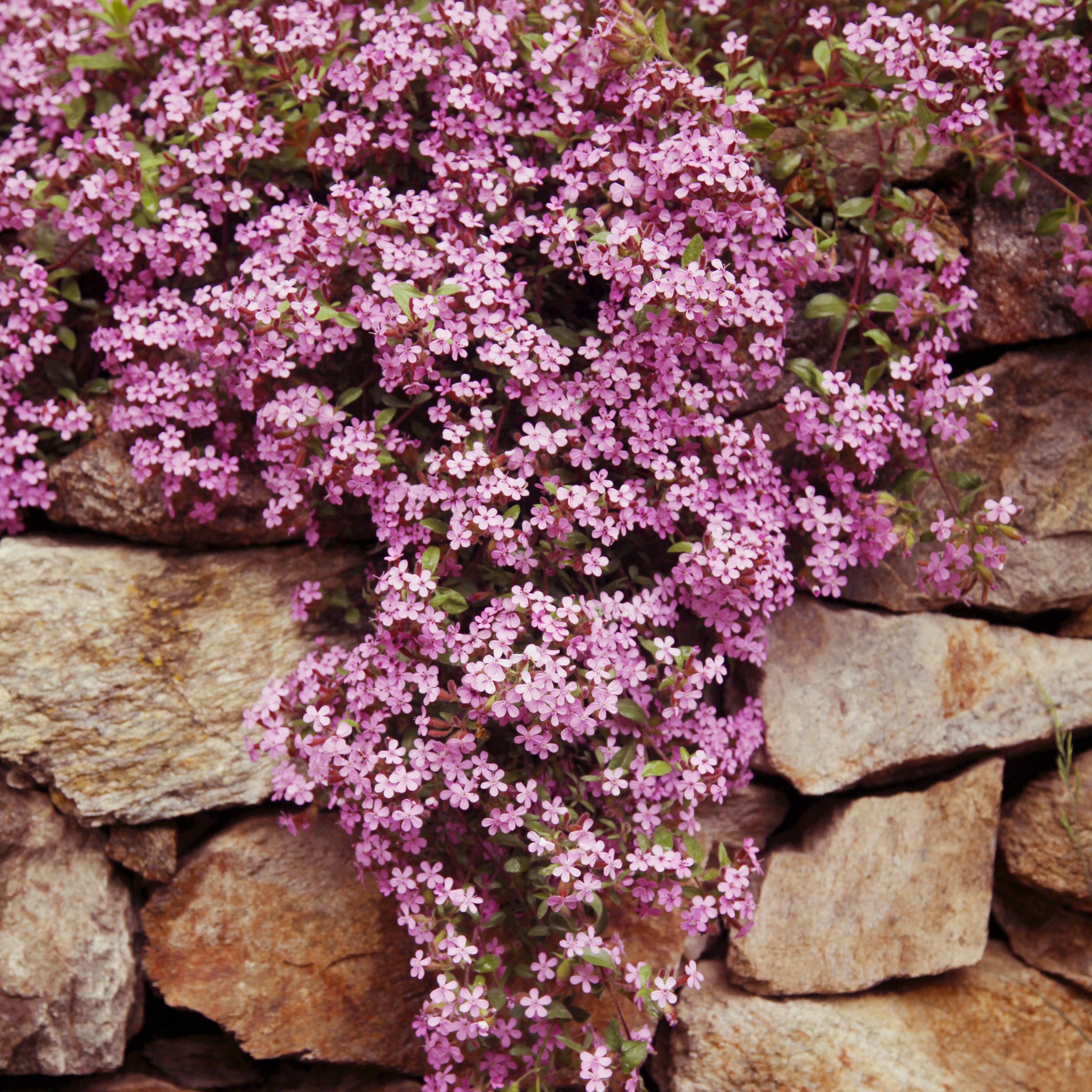 Zeepkruid (x5) - Saponaria ocymoïdes | Bakker.com