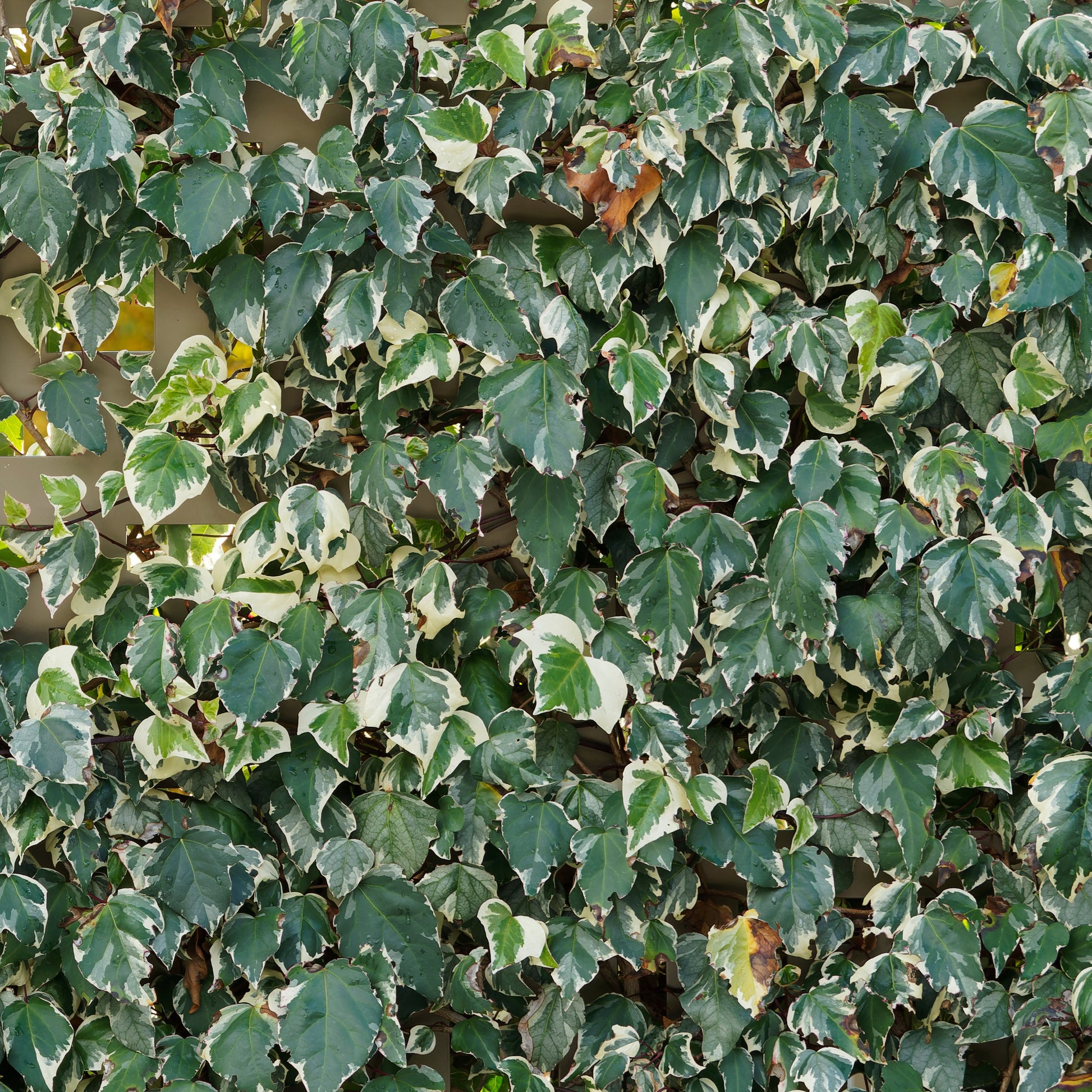 Klimop 'Gloire de Marengo' (x3) - Hedera algeriensis 'gloire de marengo' - Heesters en vaste planten