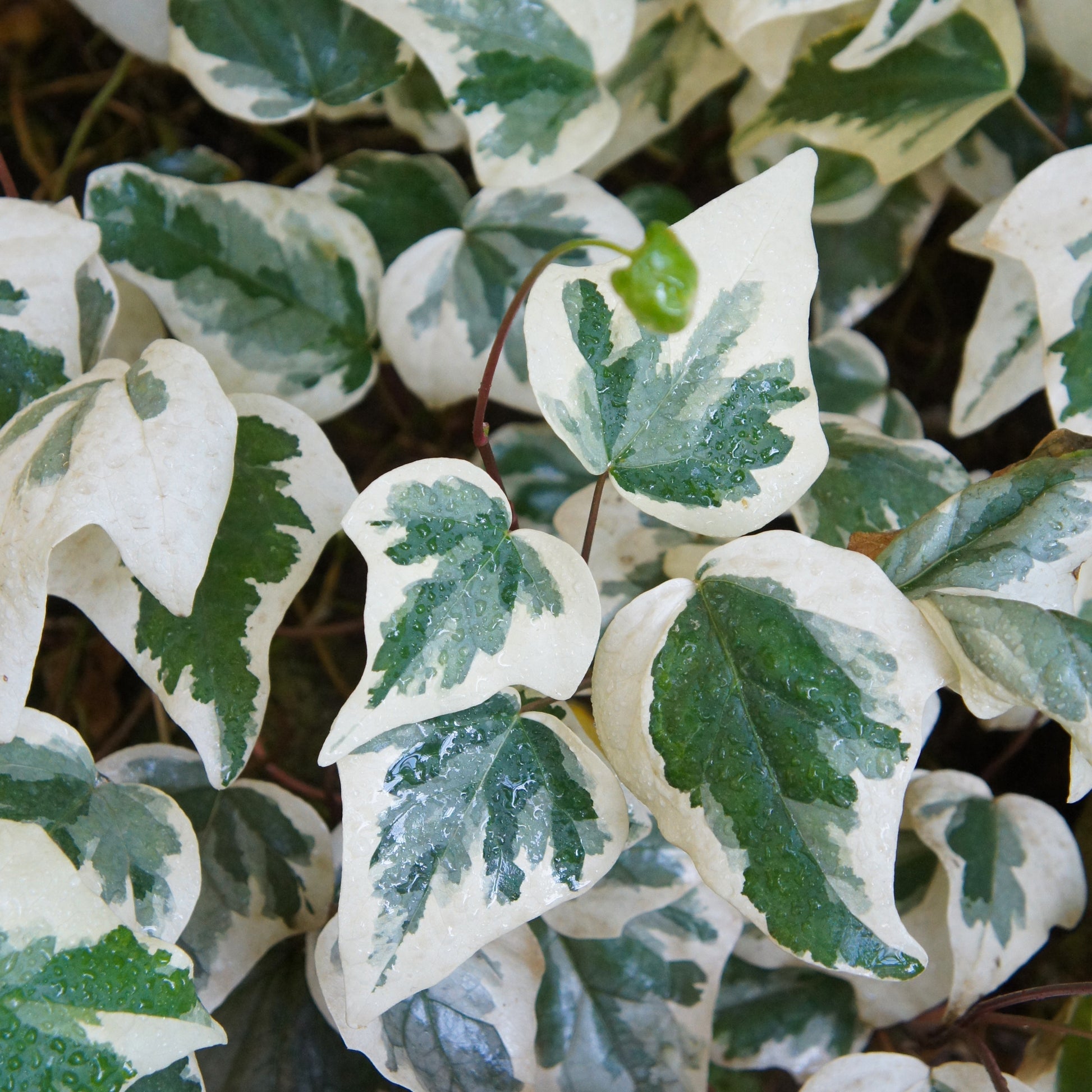 Klimop 'Gloire de Marengo' (x3) - Hedera algeriensis 'gloire de marengo' - Klimplanten