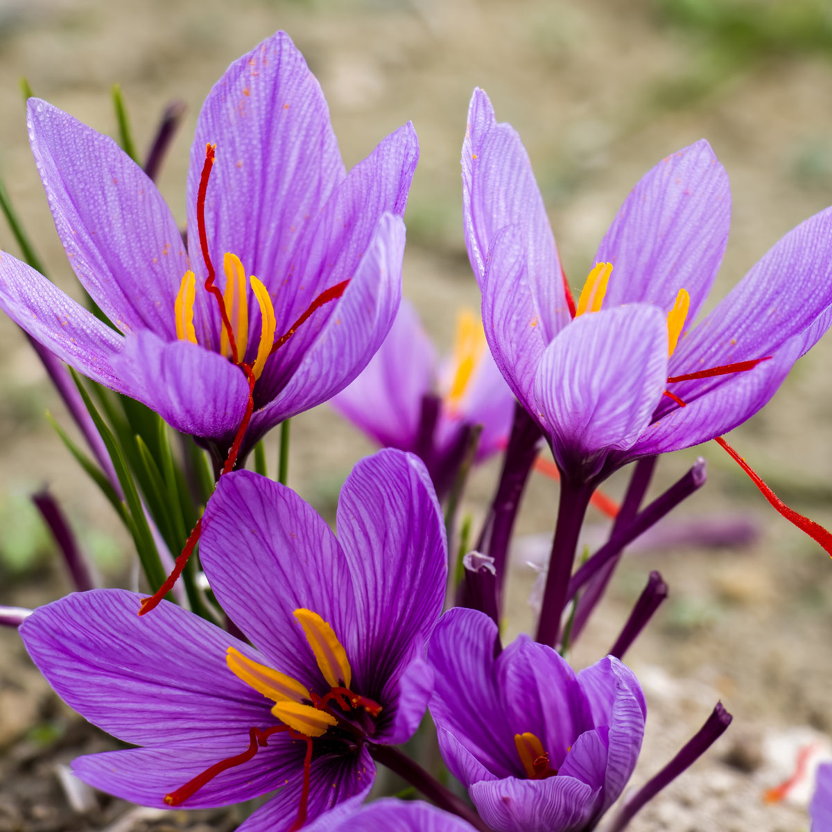 Saffraankrokus (x10) - Crocus sativus - Bakker