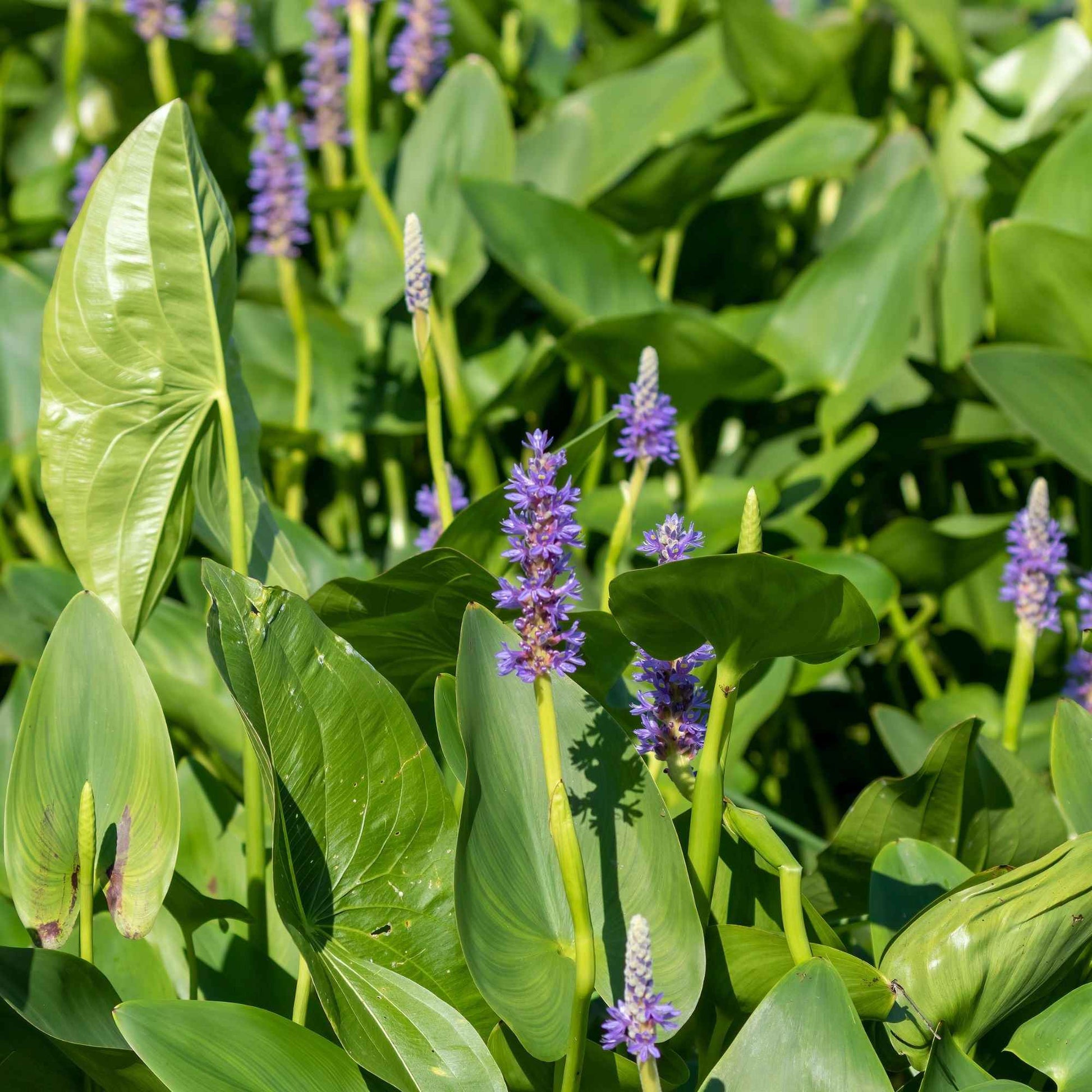 Bakker Hartbladige Pontedera - Pontederia cordata - Vijverplanten