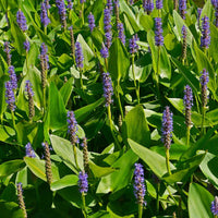 Bakker Hartbladige Pontedera - Pontederia cordata