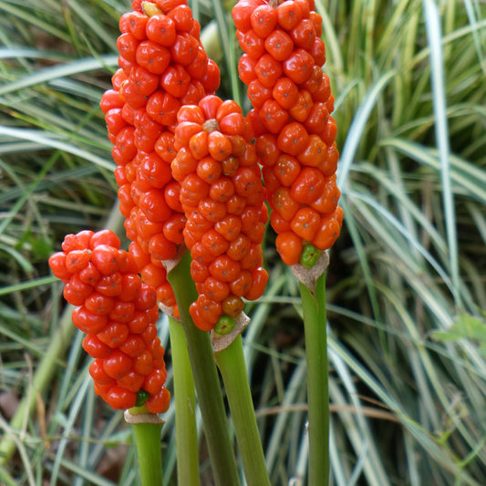 Aronskelk (x3) - Arum 'italicum' - Zomerbloeiers