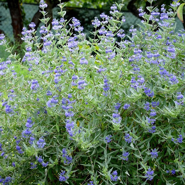 Caryopteris 'Heavenly Blue' - Caryopteris clandonensis heavenly blue