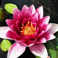 Nymphaea 'Attraction' - Waterlelie attractie - Waterlelies