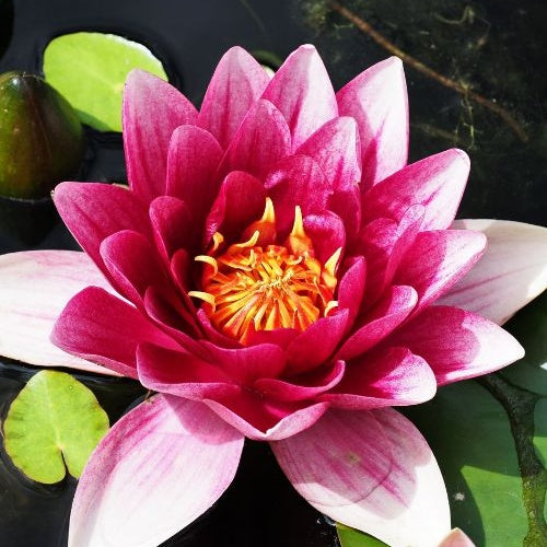 Nymphaea 'Attraction' - Waterlelie attractie - Waterlelies