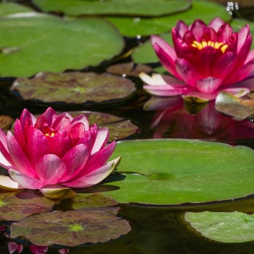 Waterlelie attractie - Nymphaea 'Attraction' - Bakker