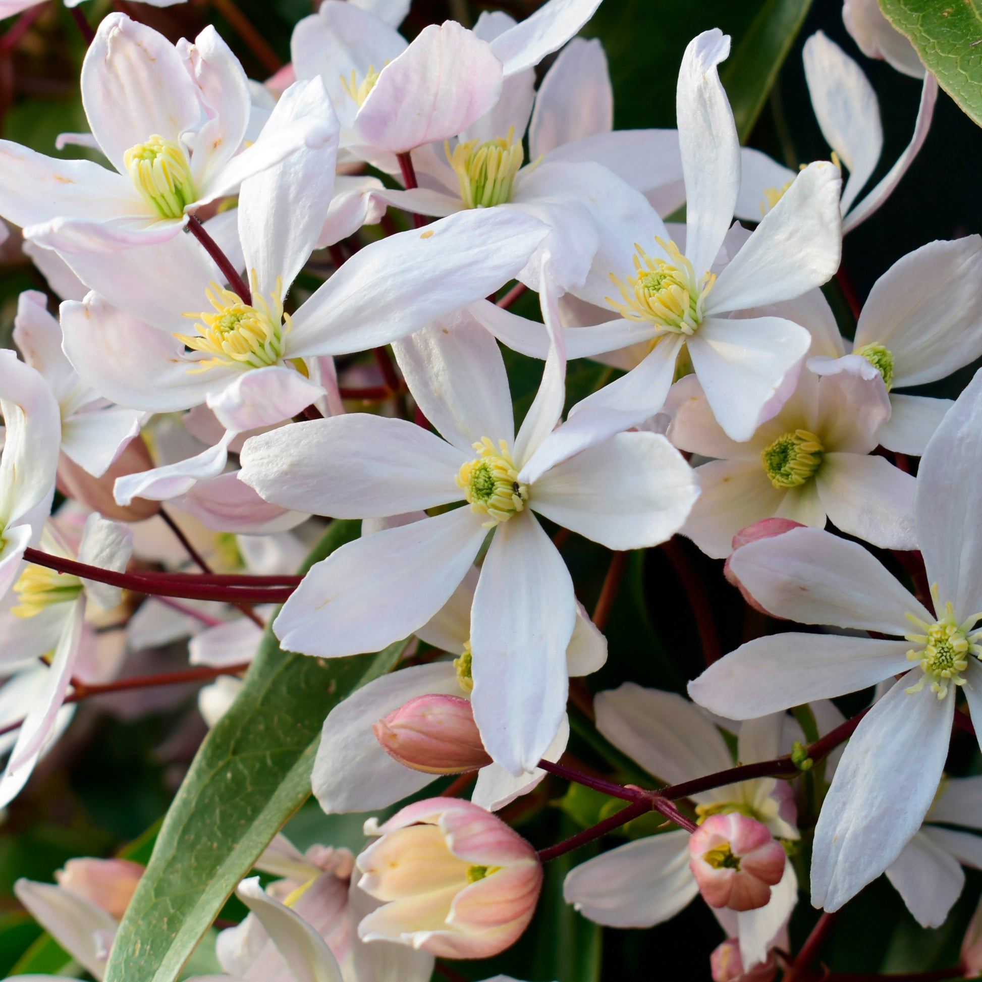 Bosrank ‘Apple Blossom' - Clematis armandii 'apple blossom' - Clematis