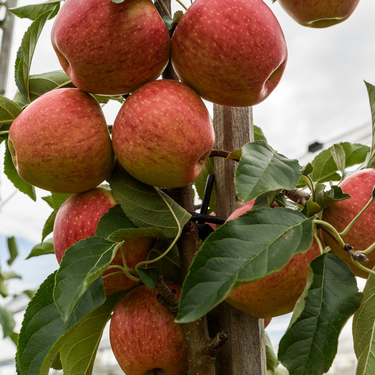 Appelboom 'Gala' - Malus domestica Gala - Bakker