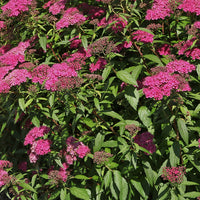 Japanse spierstruik 'Anthony Waterer' - Spiraea japonica anthony waterer - Heesters