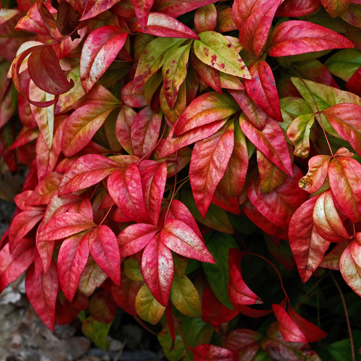 Bloeiende heesters - Hemelse bamboe 'Blush Pink' - Nandina domestica Aka Blush Pink