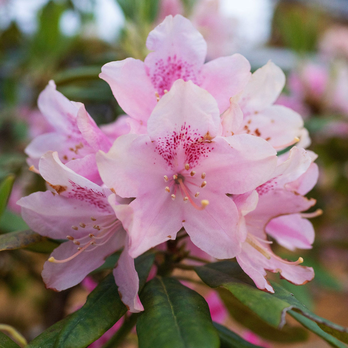 Rhododendron - Rhododendron 'Nova Zembla' - Rhododendron yakushimanum Doc