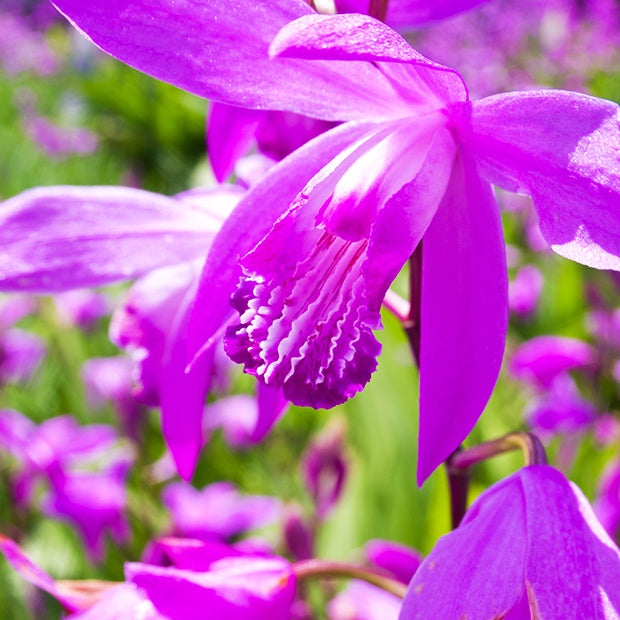 Aardochidee (x2) - Bletilla striata - Bakker