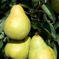 Verkoop Perenboom 'Williams' - Perenbomen
