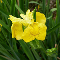 Moerasiris - Iris pseudacorus