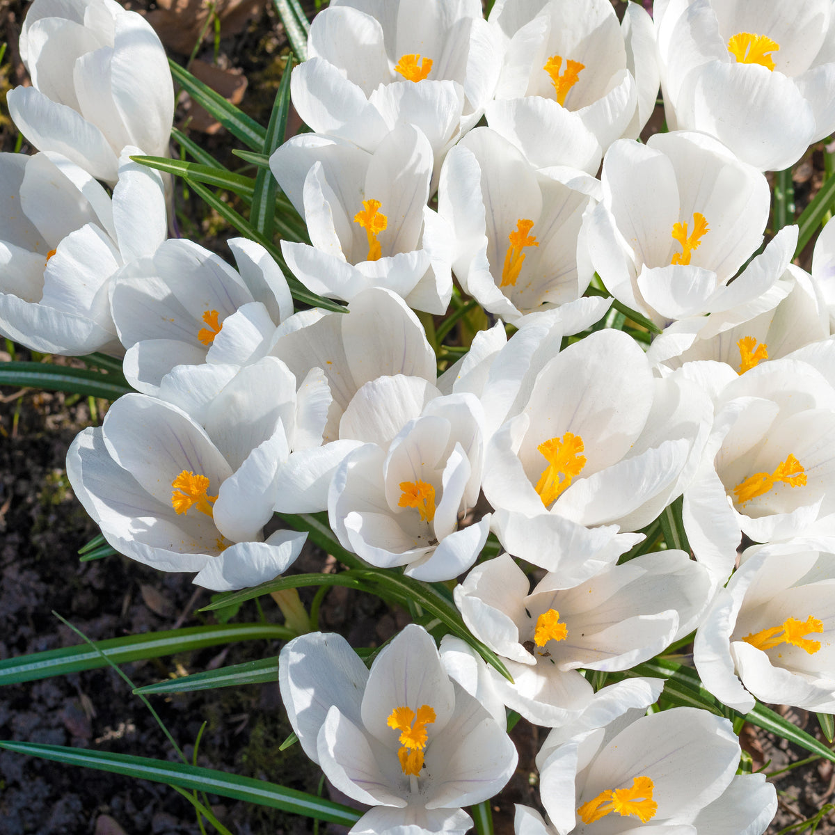 Crocus vernus jeanne d'arc - Grootbloemige Krokus 'Jeanne d'Arc' (x15) - Krokus