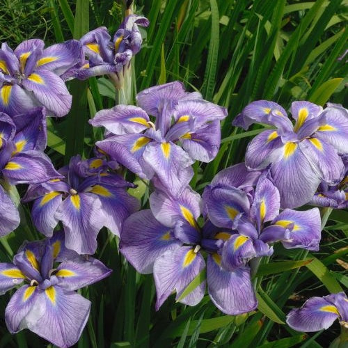 Japanse iris kaempferi paars - Moerasplant, Oeverplant - Bakker