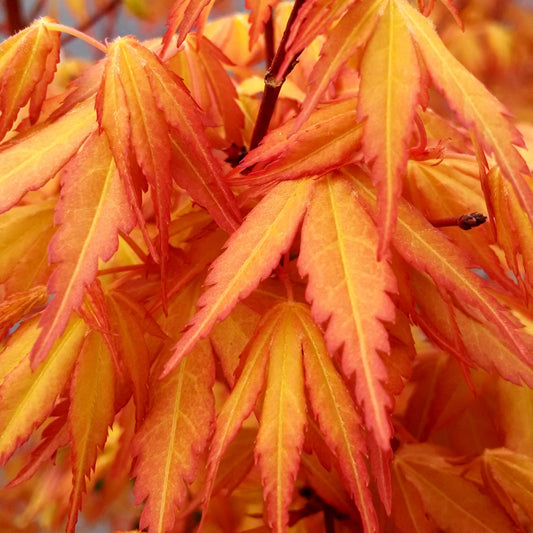 Japanse esdoorn 'Katsura' - Acer palmatum katsura - Tuinplanten