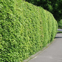 Beukenhaag - Fagus sylvatica