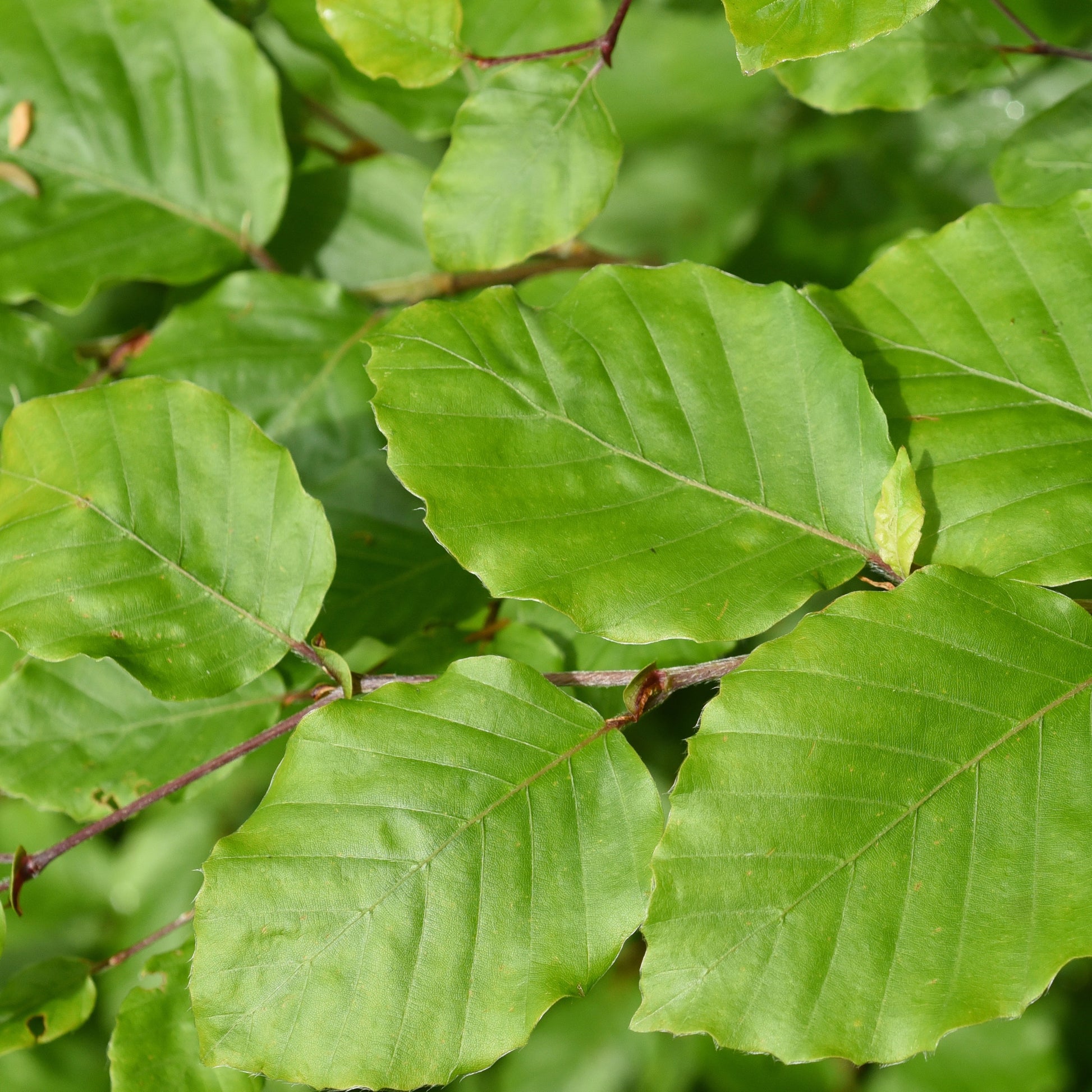 Beukenhaag - Fagus sylvatica