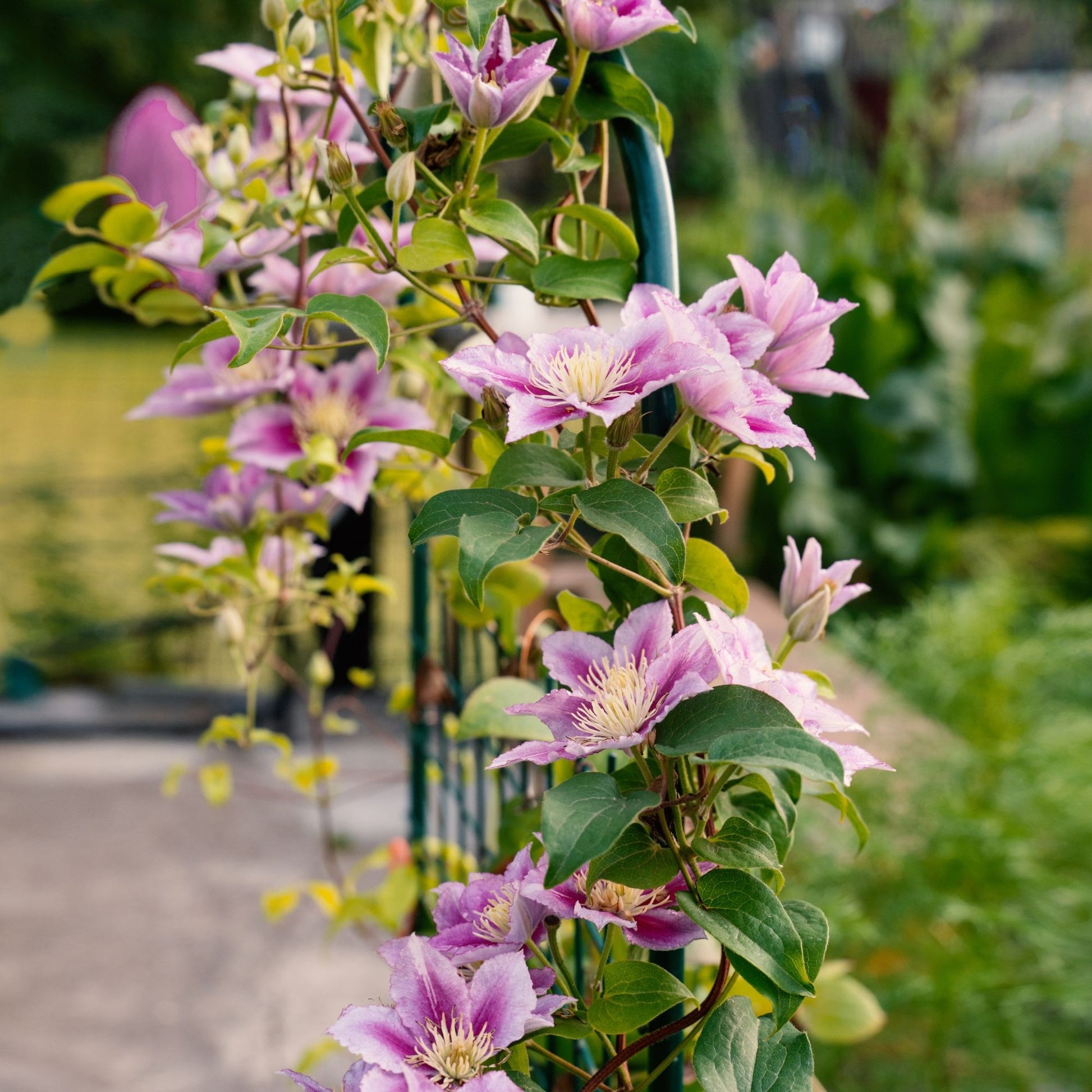 Verkoop Bosrank 'Piilu' - Clematis patens Piilu