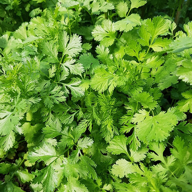 Koriander - Coriandrum sativum marino - Bakker