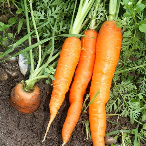Zomerwortel 'Nantes 2' - Daucus carota nantaise améliorée 2 race forto - Bakker