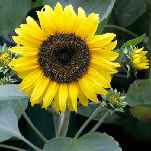 Helianthus annuus Sunspot - Zonnebloem 'Sunspot' - Eenjarige bloemzaden
