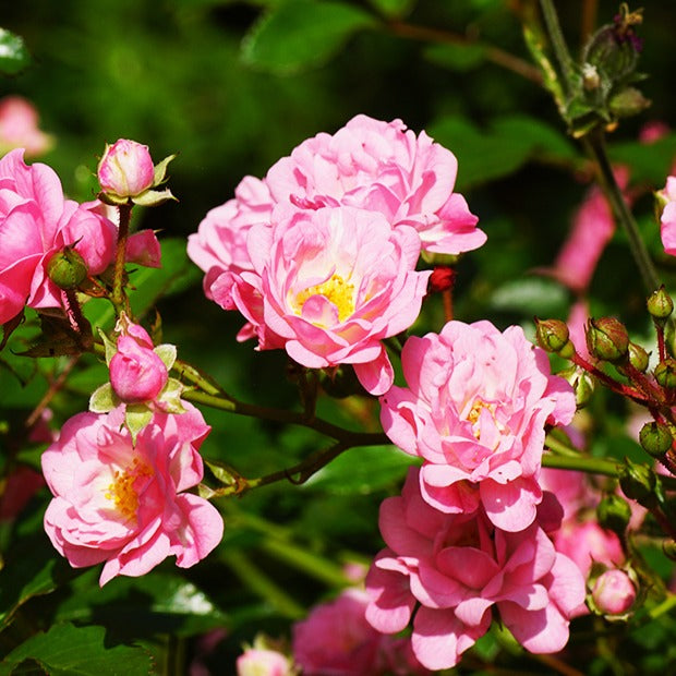Verkoop Bodembedekkende roos 'The Fairy'®