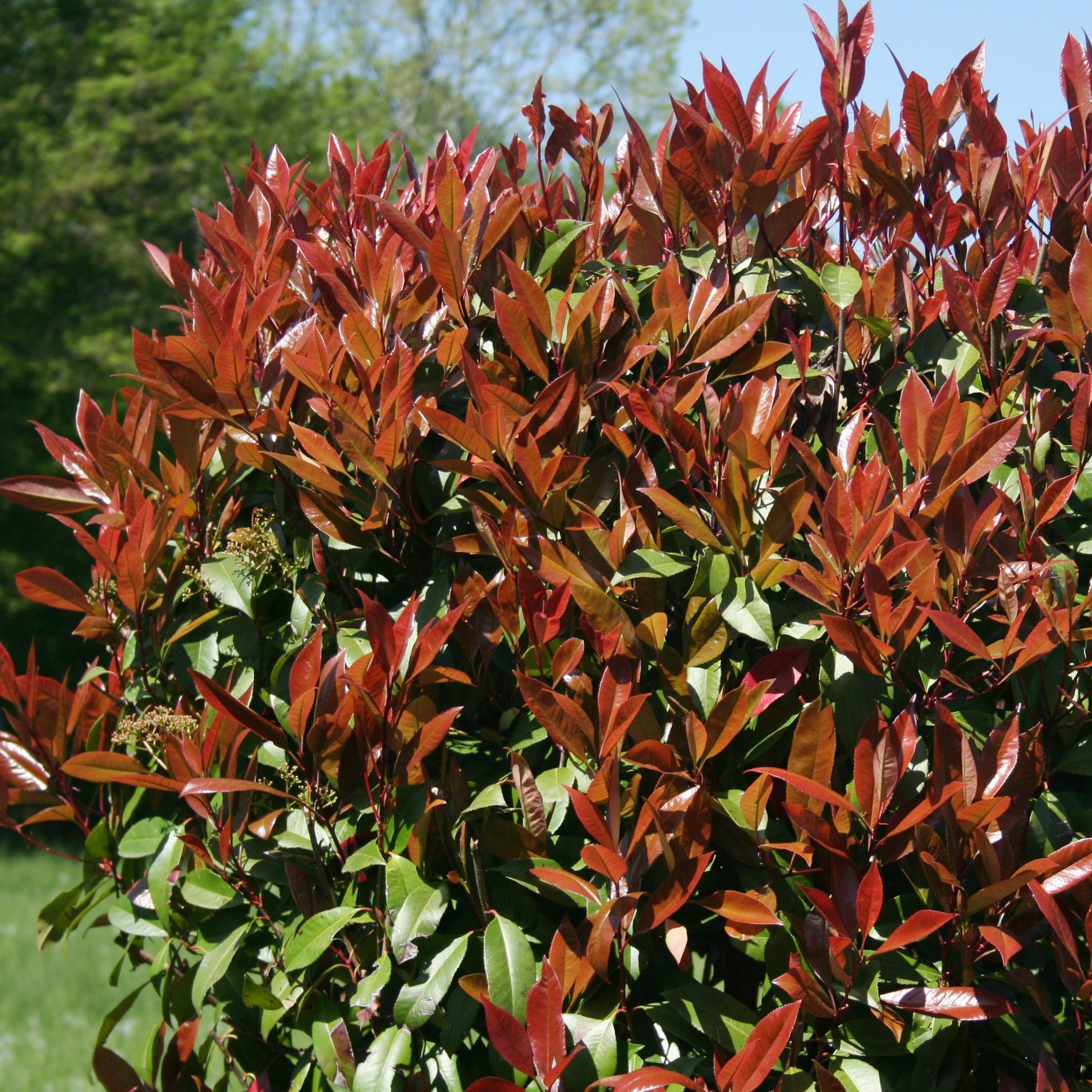 Voorjaarshagen collectie (x4) - Photinia, Forsythia, Spireae Grefsheim , Chaneomeles - Tuinplanten