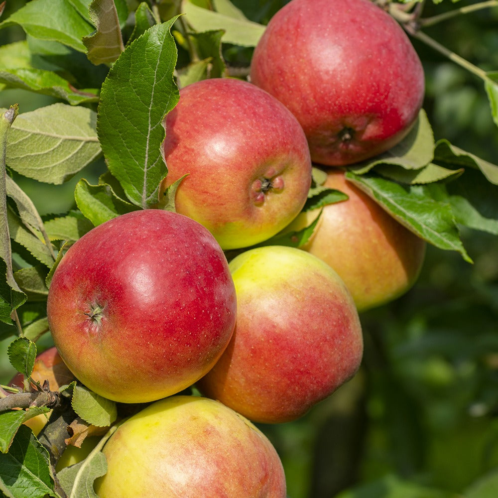 Malus domestica Reine des Reinettes - Appelboom 'Reine des Reinettes' - Appelbomen