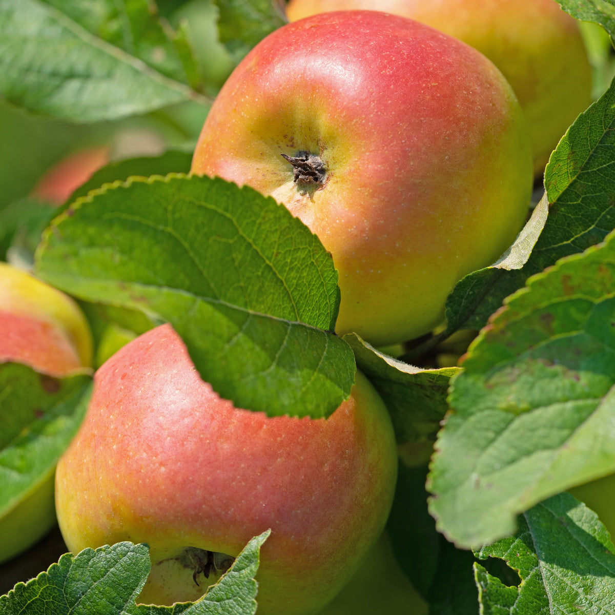 Appelbomen - Appelboom 'Reine des Reinettes' - Malus domestica Reine des Reinettes