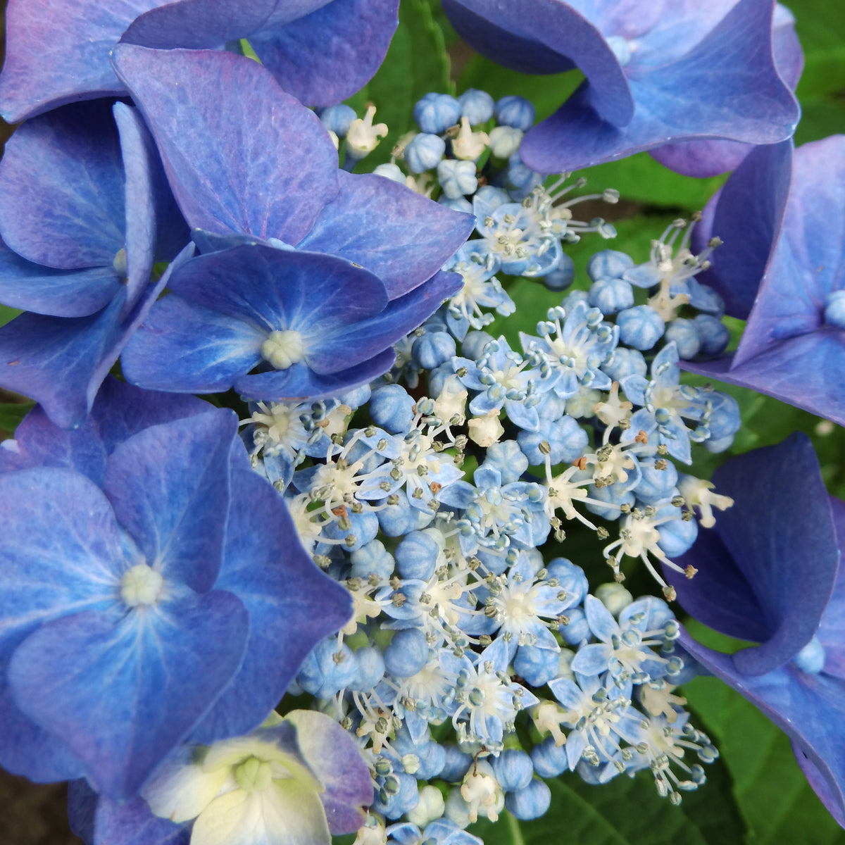 Hortensia macrophylla - Boerenhortensia 'Teller' - Hydrangea macrophylla teller blue