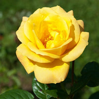 Struikroos Rosa 'Arthur Bell' - Rosa arthur bell - Bakker