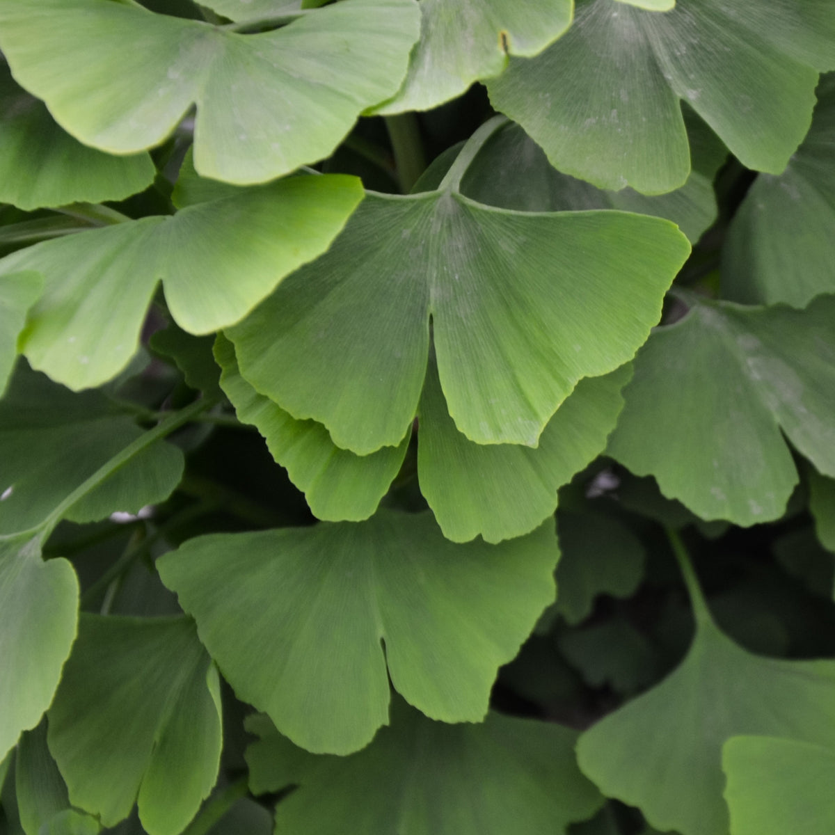 Japanse notenboom - Ginkgo - Ginkgo biloba - Bakker