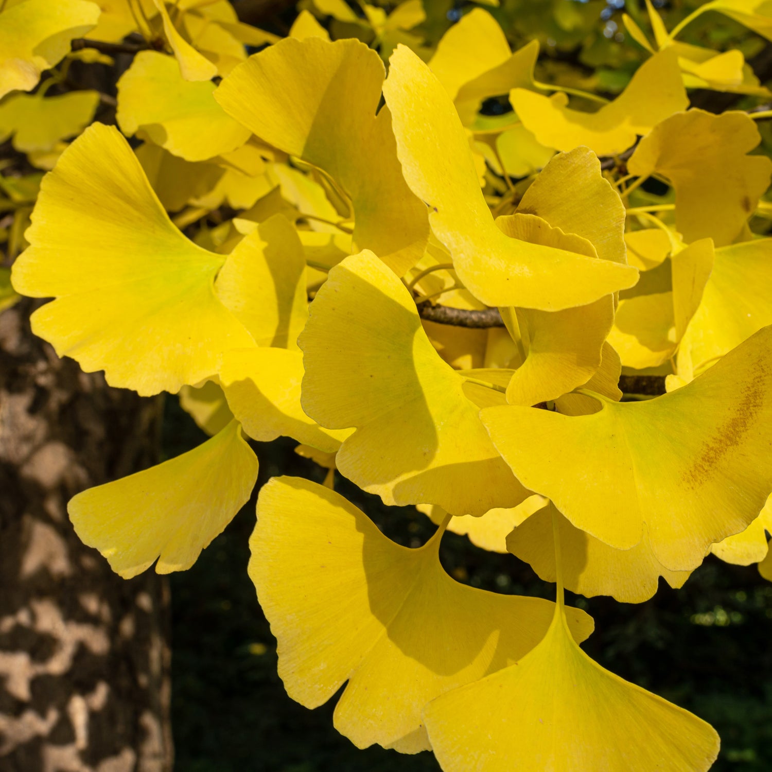 Japanse notenboom - Ginkgo