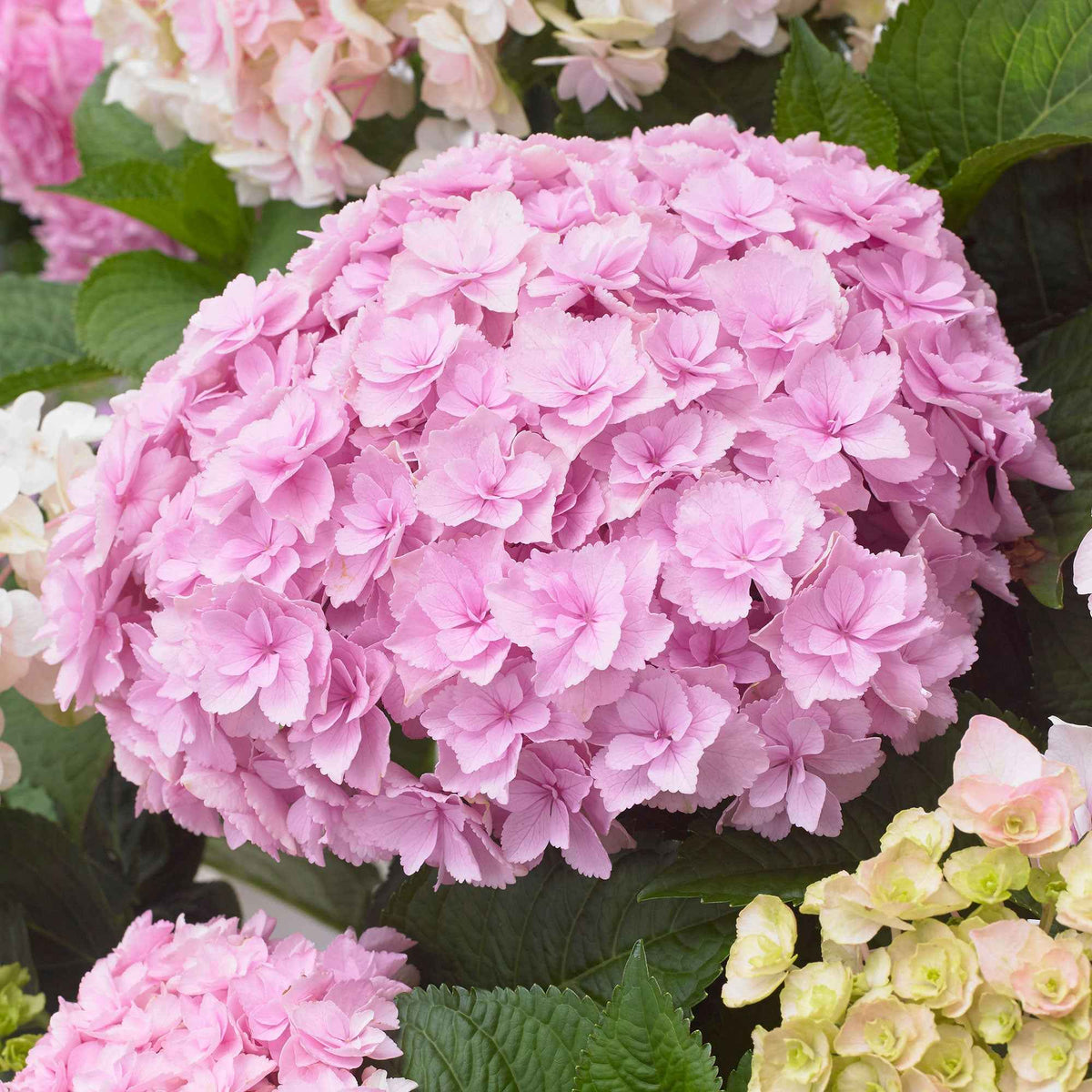 Boerenhortensia 'Doppio Nuvola' - Hydrangea macrophylla Doppio Nuvola - Bakker