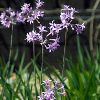 Wilde knoflook (x3) - Bakker
