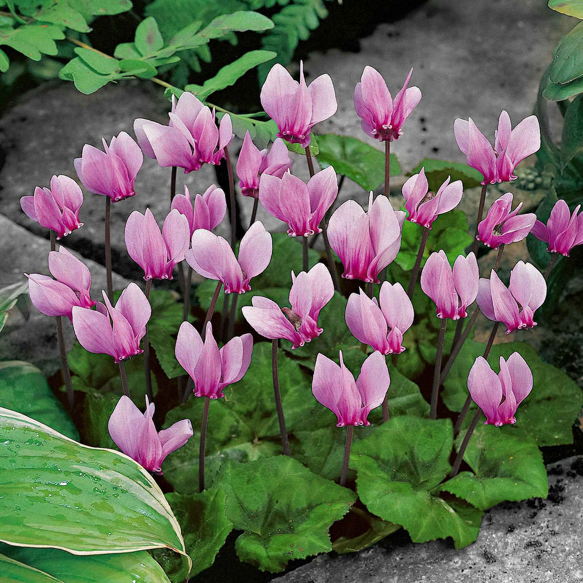 Cyclamen hederifolium - Tuincyclaam (x3) - Gemengde bloembollen