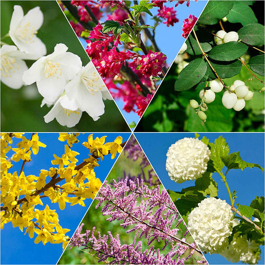 Vier jaargetijden haag - Mix - Tamarix, forsythia, philadelphus, ribes, symphonicarpus, viburnum - Tuinplanten