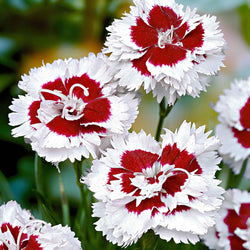 Grasanjer 'Alice' (x3) - Bakker