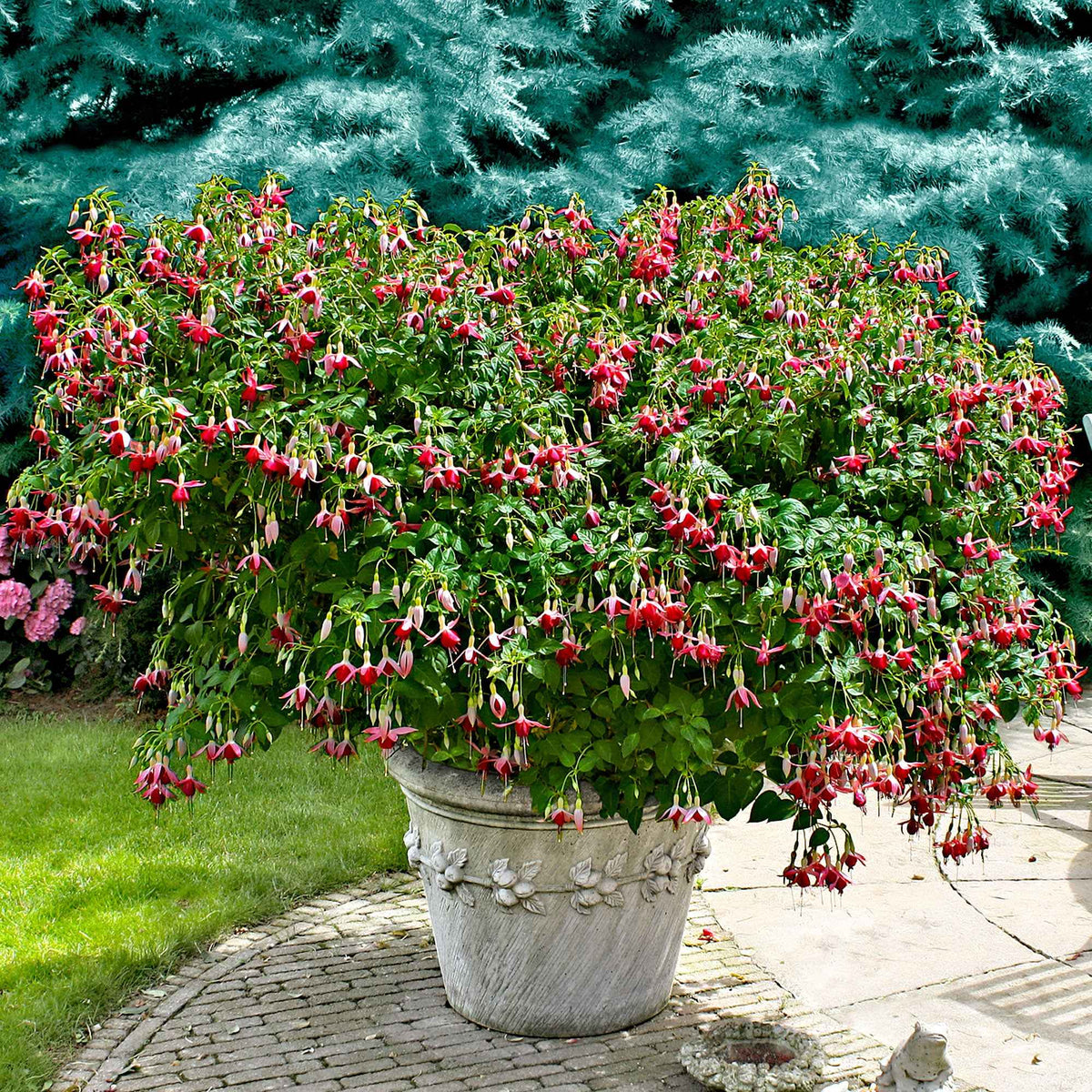 Fuchsia - Fuchsia 'Celia Smedley' (x3) - Fuchsia Celia Smedley