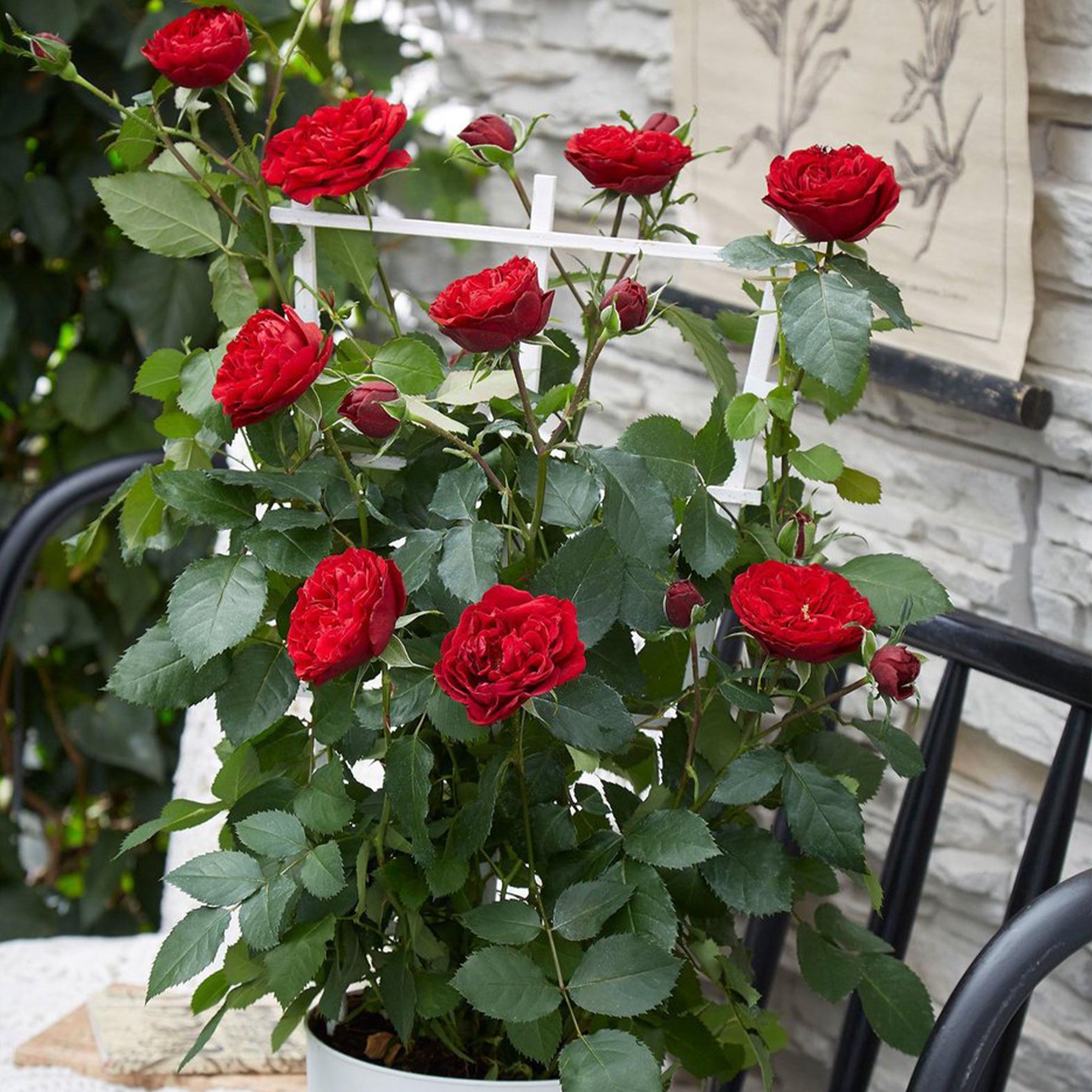 Klimroos Rosa 'Crazy in Love' rood - Rosa hybride 'crazy in love