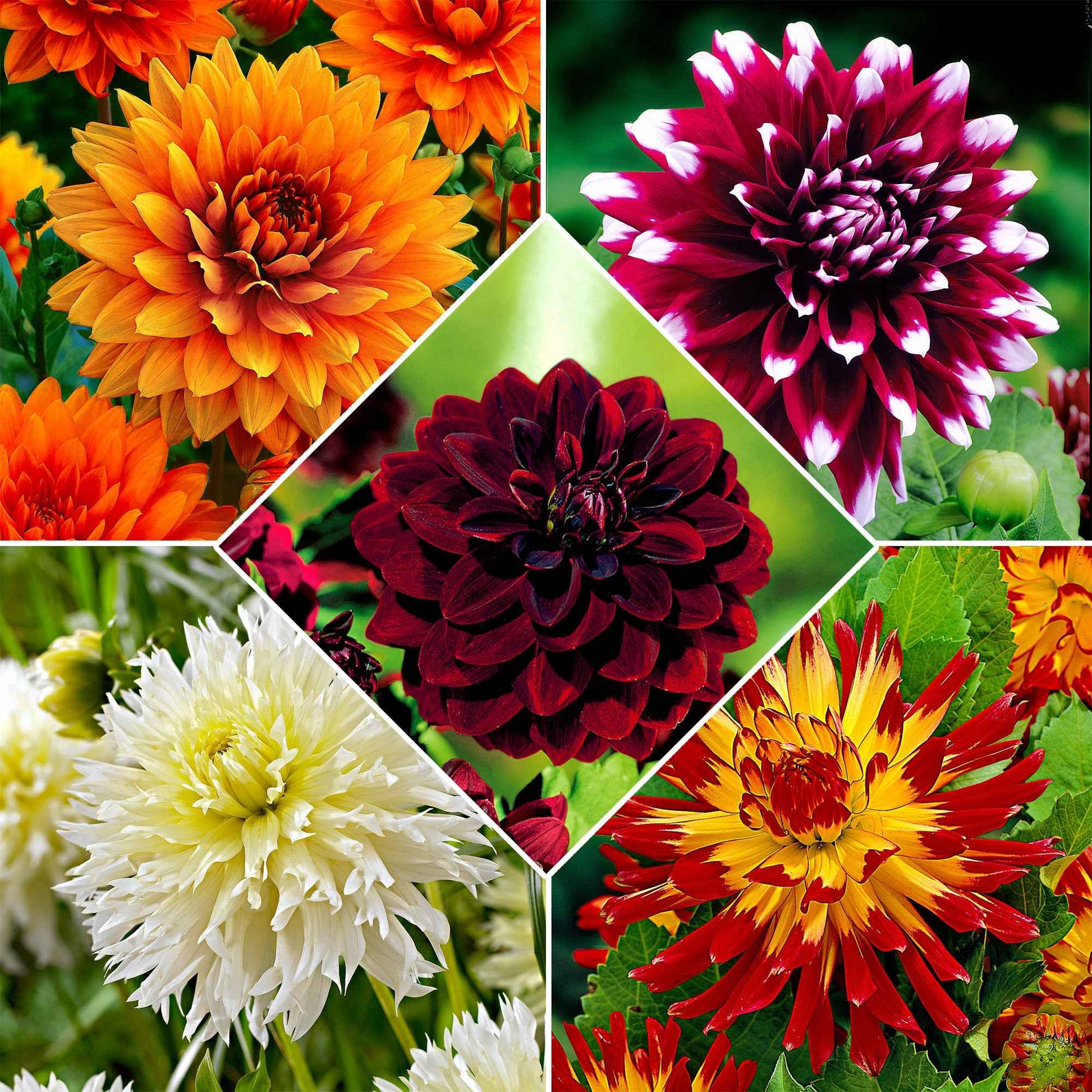 Grootbloemige dahlia - Mix 'The Kiss' (x5) - Dahlia 'the kiss' - Bloembollen