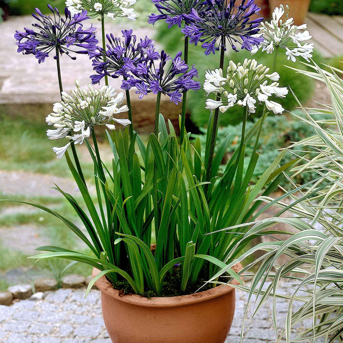 Agapanthus - Afrikaanse lelie - Mix paars-wit (x3) - Agapanthus
