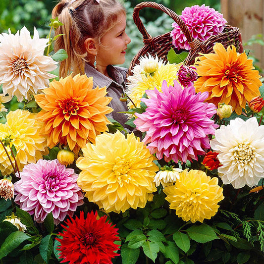 Grootbloemige dahlia - Mix 'Mammoth' (x5) - Bakker